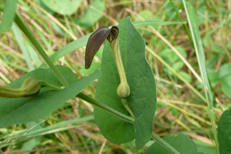 Aristolochia rotunda